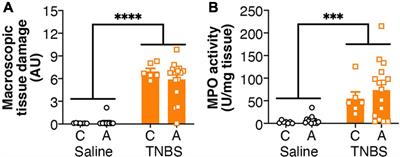 Genetic Variants of Fatty Acid Amide Hydrolase Modulate Acute Inflammatory Responses to Colitis in Adult Male Mice